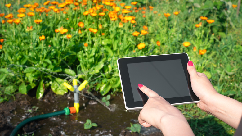 person watering garden from app