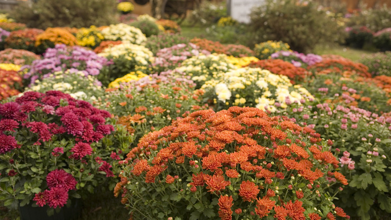 mixed colors of chrysanthemums