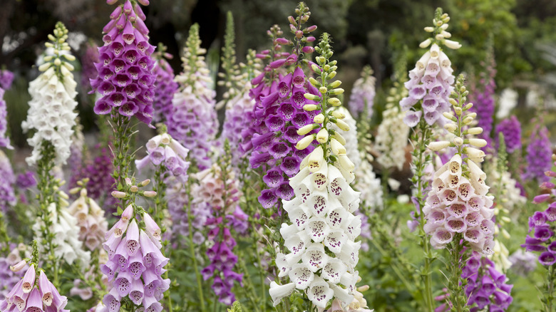 pink and white foxgloves