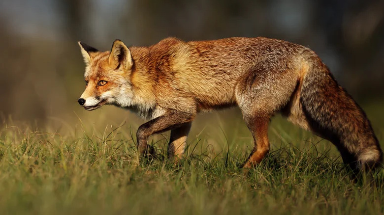 Fox lurking in yard