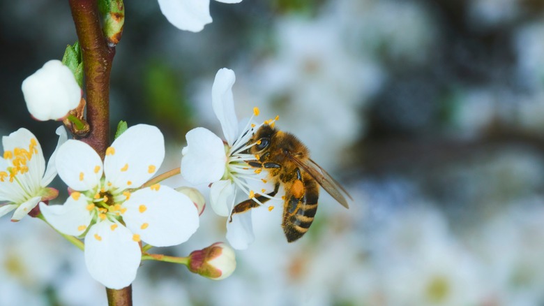 Bee on flower