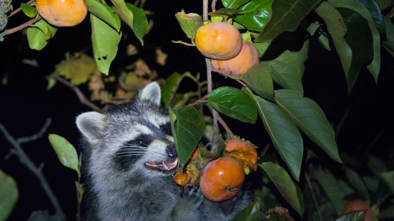 Racoon eating garden persimmon
