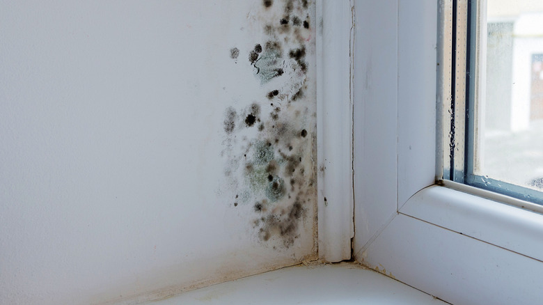 Mold near a window