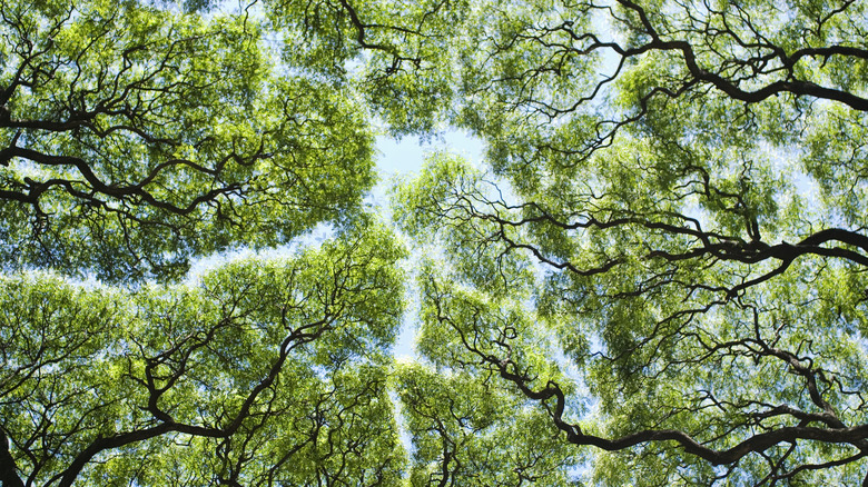 tree canopy