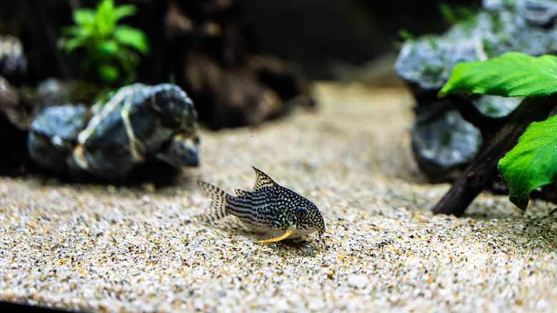 Fish in gravel-filled aquarium