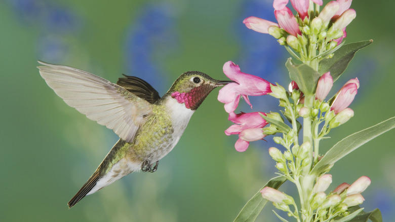 hummingbird feeding from penstemon flower