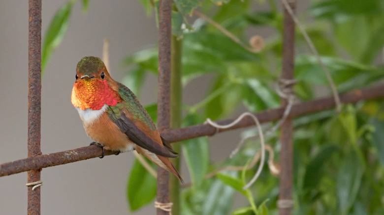 Allen's hummingbird on trellis