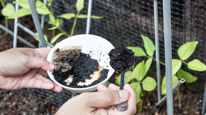 coffee grounds added to soil