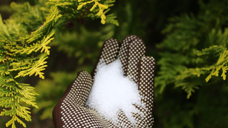 gloved hand holding epsom salt