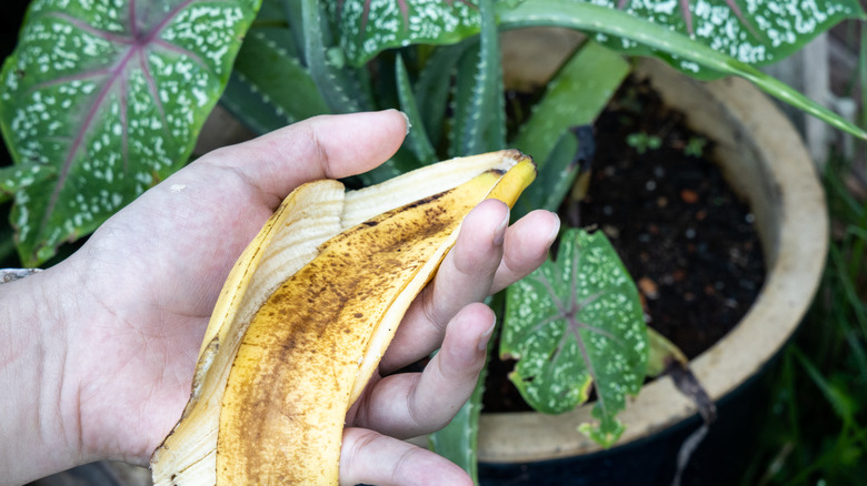 hand holding banana peel