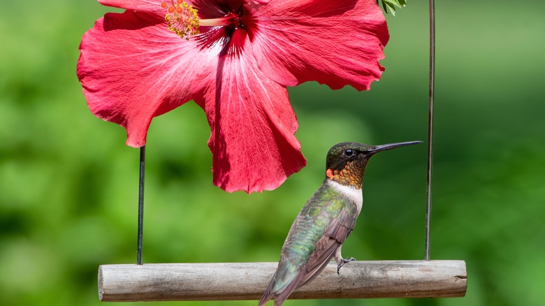 hummingbird perched on hanging swing