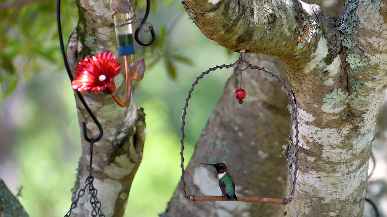 hummingbird swing close to feeder