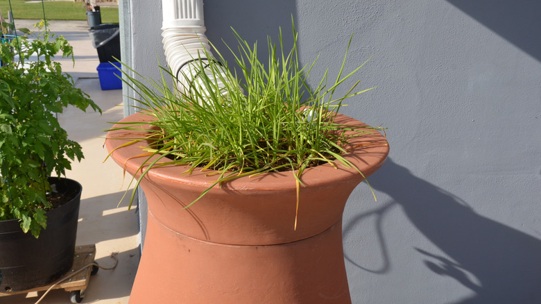 A rain barrel with a plant sprouting out of the top