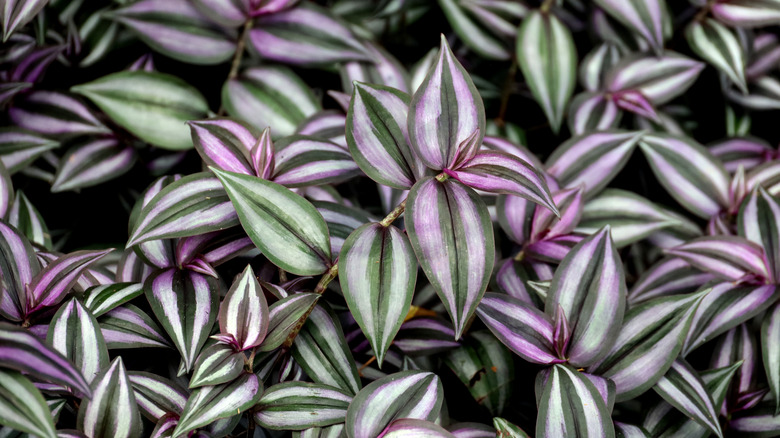 Stems of the inch plant feature oval-shaped green and purple leaves with strokes of silvery-white.