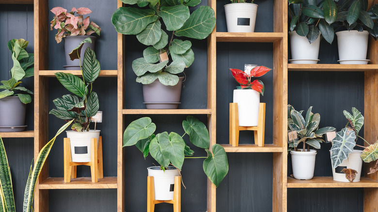 Shelves along a wall hold potted plants.