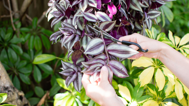 A pair of hands is cutting off a stem of the purple and green inch plant using scissors.