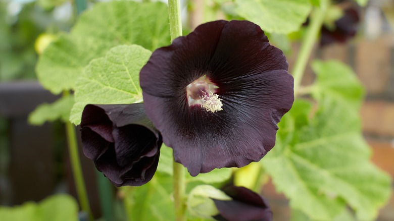 closeup of hollyhock flower