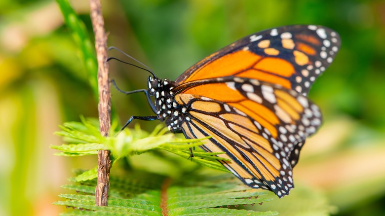 Butterfly on plant