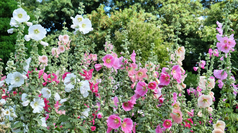 pink and white hollyhock spikes