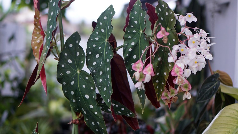 flowering polka dot begonia