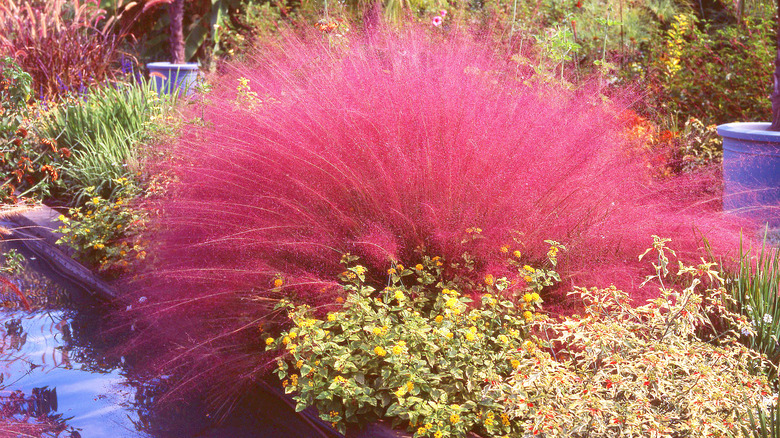 pink hair grass in garden