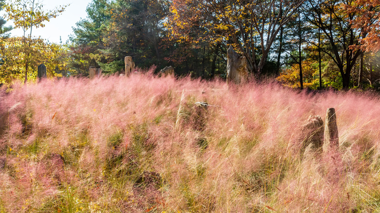 forest with pink hair grass