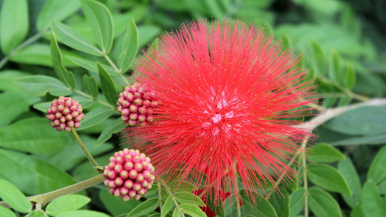 A red powderpuff blooms with bright, fluffy flowers.