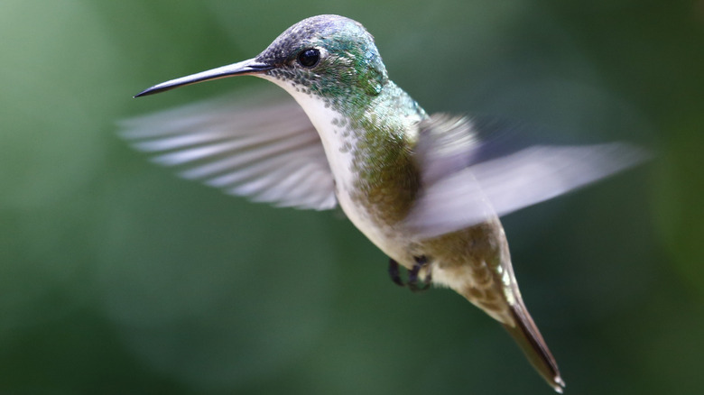 A hummingbird beats its wings in flight.