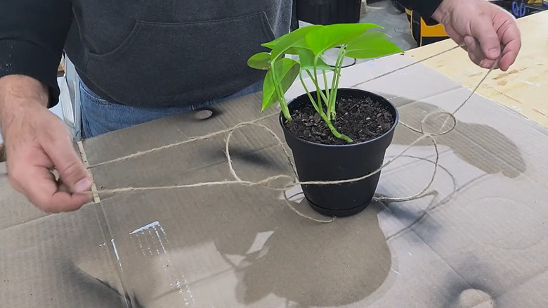 forming twine hanger around plant