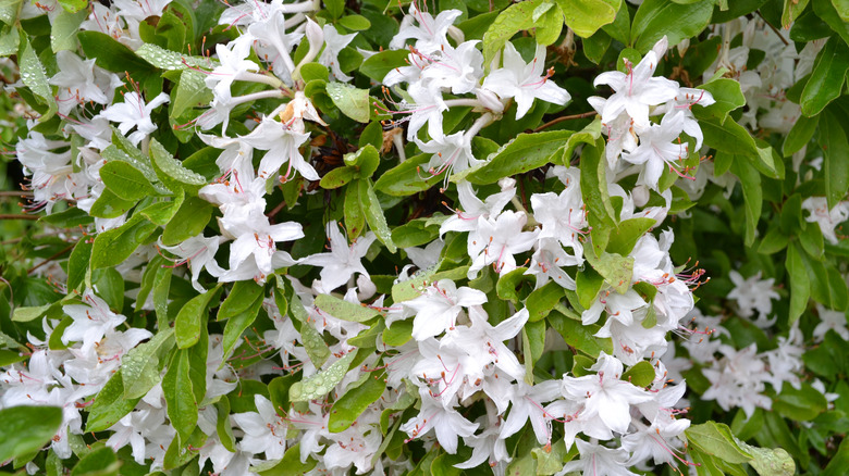 white azalea flowers on bush