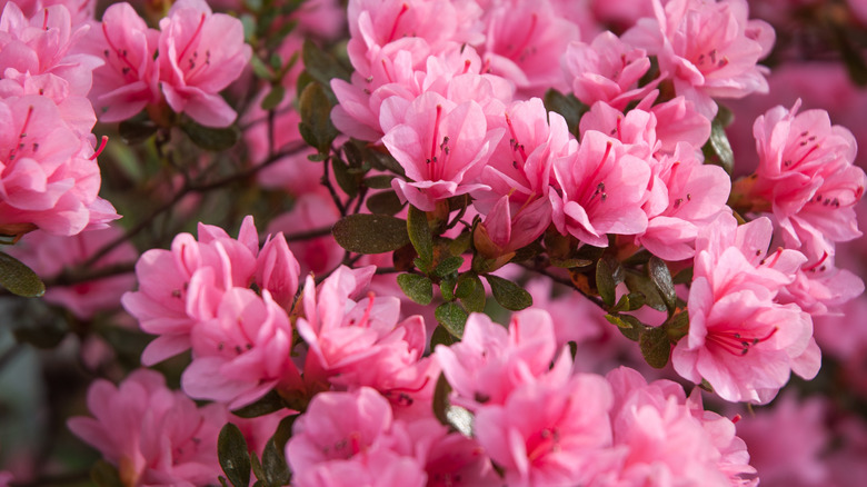 Azalea plant with pink flowers