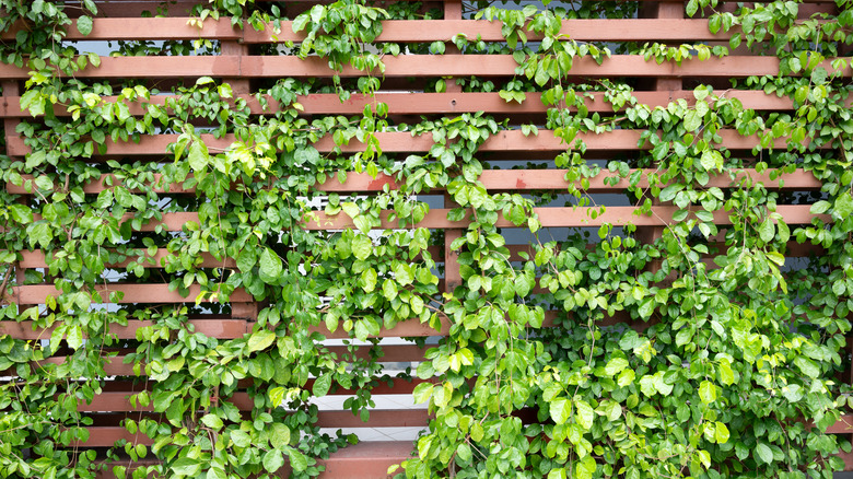 ivy growing on wood fence