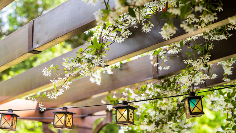 vines growing over pergola