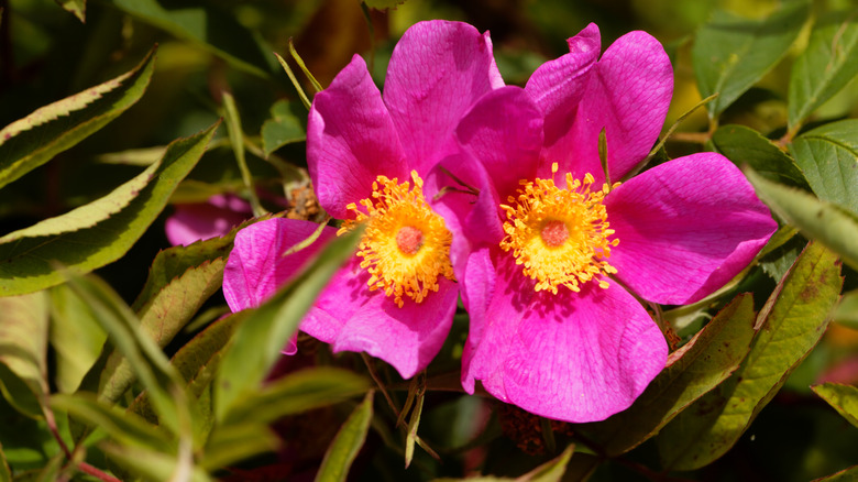 Carolina rose flowers