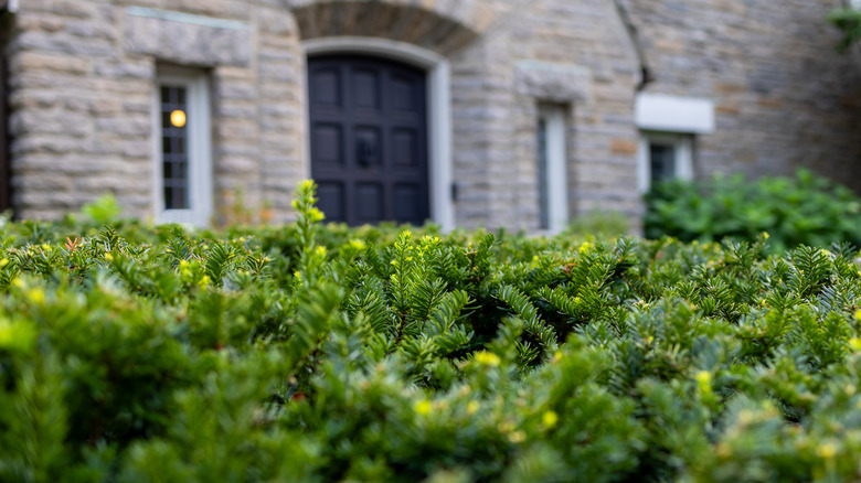 hedge in front of tudor house