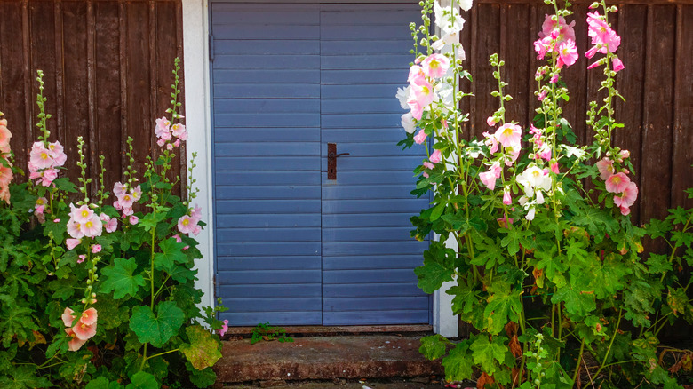 Gorgeous tall growing hollyhocks planted on either side of a blue door