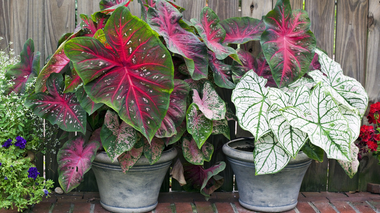 caladiums in planters