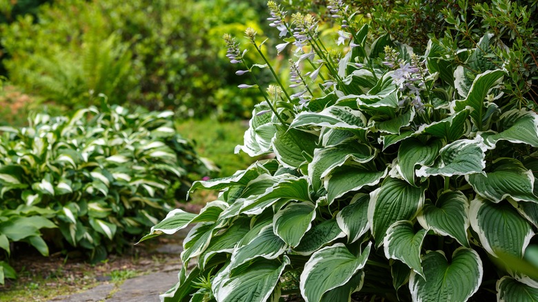 stunning hostas in the garden