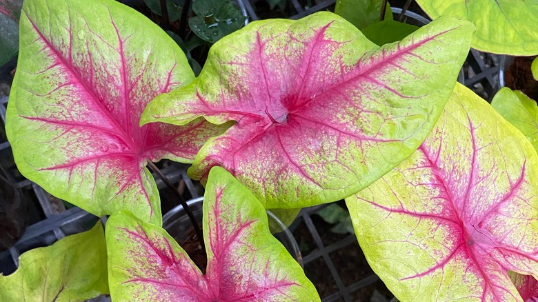 caladium lemon blush