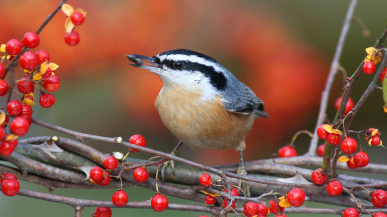 Bird in a native bittersweet tree