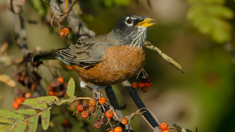 Bird on mountain ash tree