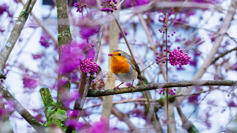 European robin on beautyberry tree