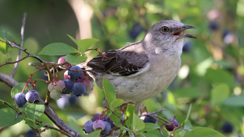 Bird in a blueberry bush