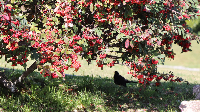 Bird under buffaloberry tree