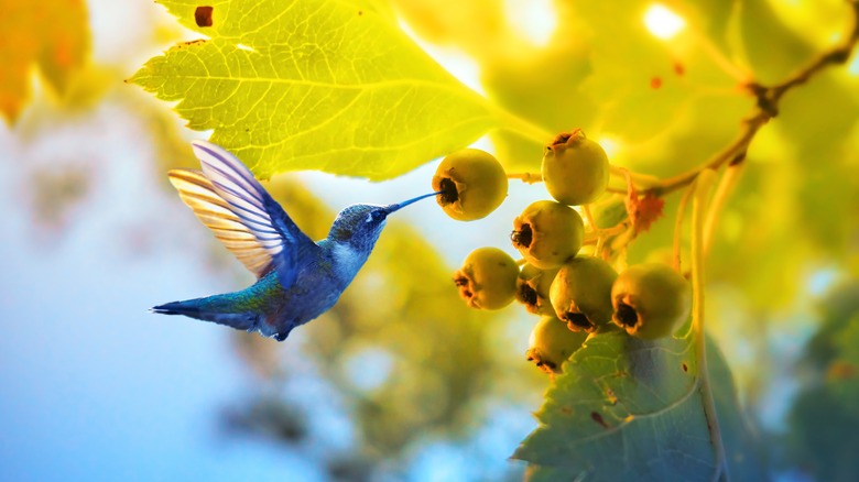 Hummingbird next to unripe chokeberries