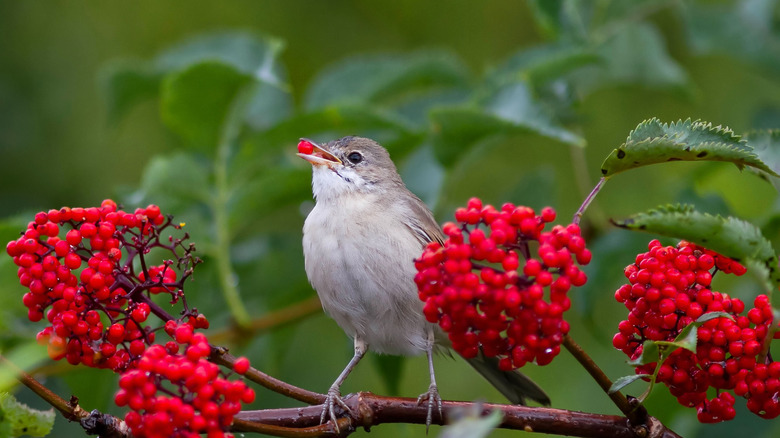 Bird eating elderberries 