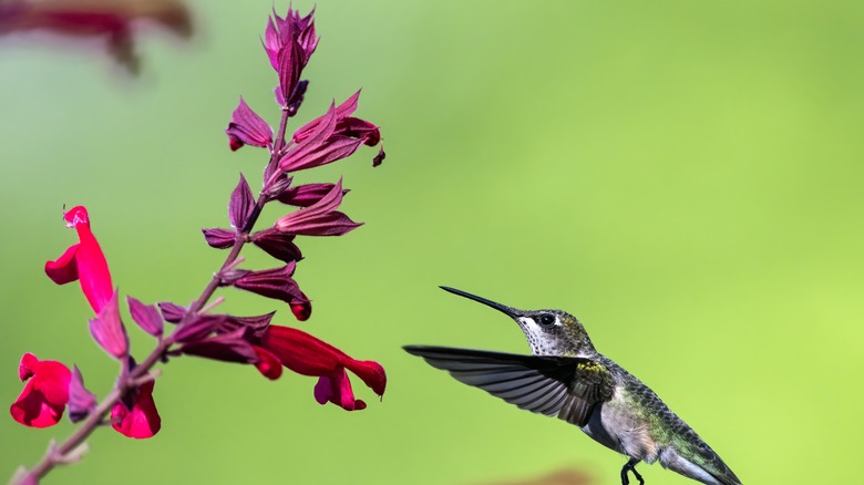 Hummingbird next to honeysuckle