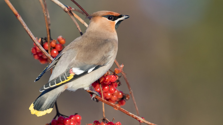 Bird on viburnum tree