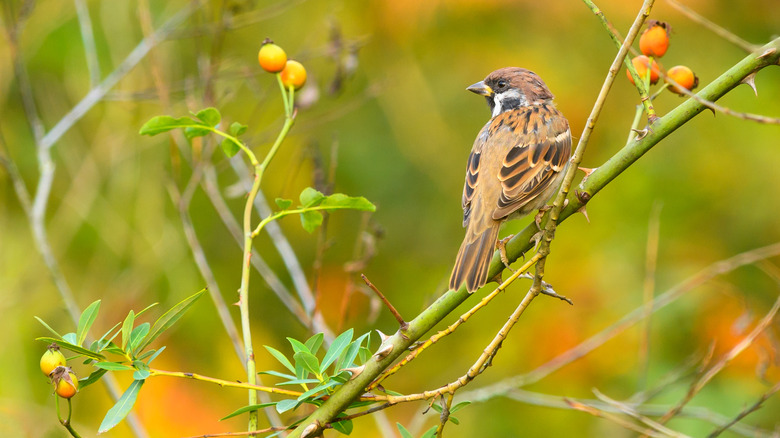 Bird on a wild rose stem