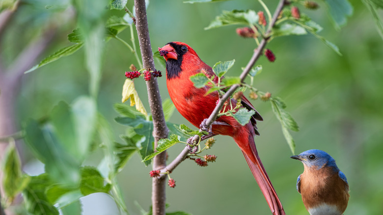 Northern cardinal on a mulberry tree